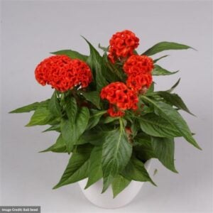 Celosia – Twisted Bright Orange – 6.5″ Pot