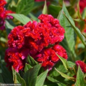 Celosia - Twisted Red - 6.5" Pot