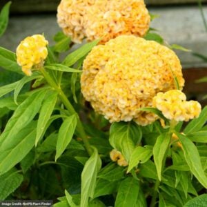 Celosia – Twisted Yellow – 6.5″ Pot