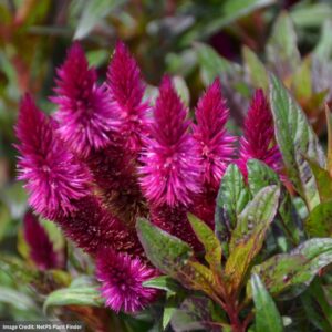 Celosia – Intenz™ Dark Purple – 8″ Patio Pot
