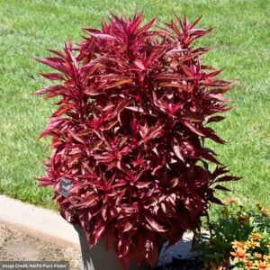Celosia Dragon's Breath