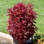 Celosia Dragon's Breath