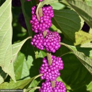 Beautyberry – American – #3 Container