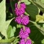 Beautyberry – American – #3 Container
