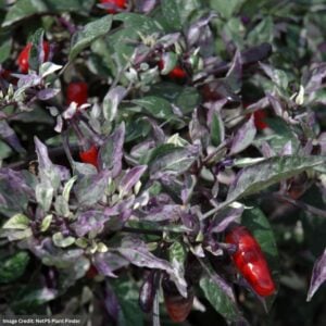 Ornamental Pepper – Calico – 4.5″ Pot