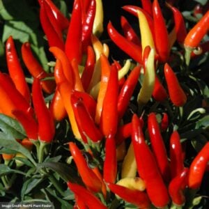 Ornamental Pepper – Chilly Chili – 4.5″ Pot