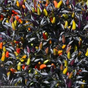Ornamental Pepper – Midnight Fire – 4.5″ Pot