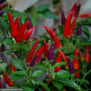 Ornamental Pepper – Sangria – 4.5″ Pot