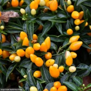 Ornamental Pepper Sedona Sun