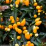 Ornamental Pepper Sedona Sun