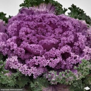 Ornamental Kale – Nagoya Rose – 8″ Pot