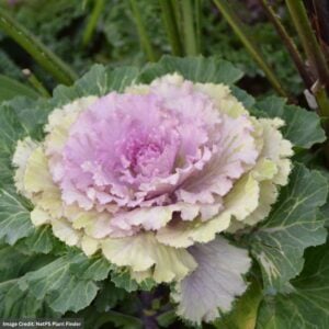 Ornamental Cabbage – Osaka Pink – 8″ Pot