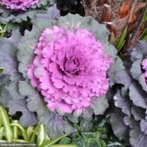 Ornamental Cabbage – Osaka Red – 8″ Pot