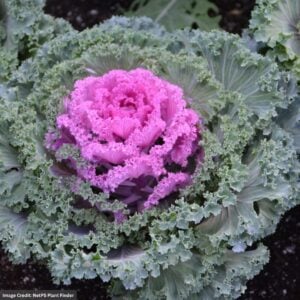 Ornamental Kale – Nagoya Red – 4.5″ Pot