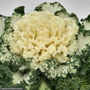 Ornamental Kale – Nagoya White – 4.5″ Pot
