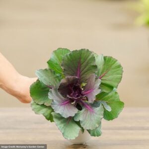 Ornamental Cabbage – Pigeon Purple – 4.5″ Pot