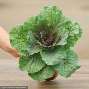 Ornamental Cabbage – Pigeon Red – 4.5″ Pot