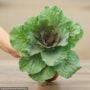 Ornamental Cabbage – Pigeon Red – 4.5″ Pot