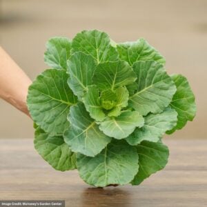 Ornamental Cabbage – Pigeon White – 4.5″ Pot