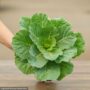 Ornamental Cabbage – Pigeon White – 4.5″ Pot