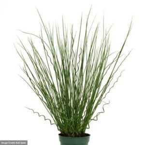Juncus - Twisted Arrows - 4.5" Pot