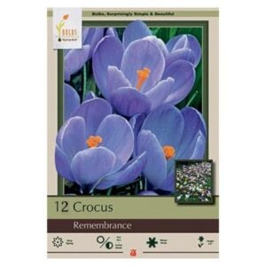Crocus Vernus - Remembrance - 12 Pack