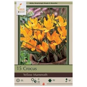 Crocus Flavus - Yellow Mammouth - 10 Pack