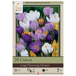 Crocus Large Mix - 15 Pack