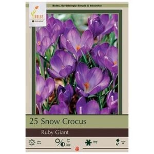 Crocus Tommasinianus - Ruby Giant - 25 Pack