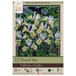 Iris Histriodes (Dwarf Iris) - Katharine Hodgekin - 10 Bulb Pack
