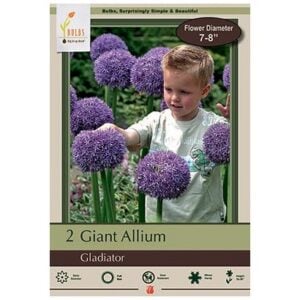 Allium - Gladiator - 2 Bulb Pack
