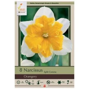 Narcissus Split Corona - Orangery - 7 Bulb Pack