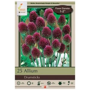 Allium Sphaerocephalon - Drumsticks - 25 Bulb Pack