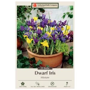 Iris Species - Dwarf Iris Mix - 15 Bulb Pack