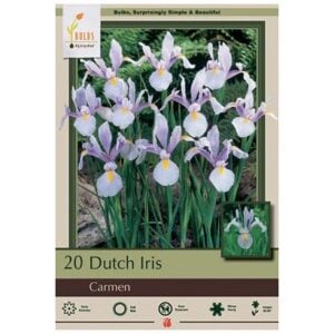 Iris Hollandica - Carmen - 20 Bulb Pack