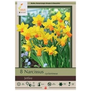 Narcissus Cyclamineus - Jetfire - 7 Bulb Pack