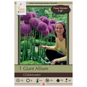 Allium - Globemaster - 1 Bulb Pack