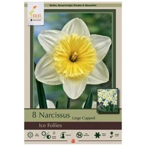 Narcissus Large Cupped - Ice Follies - 7 Bulb Pack