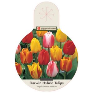 Tulip Darwin Hybrid – Tequila Sunrise Mix – 40 Bulb Value Pack