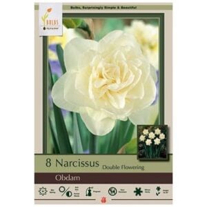 Narcissus Double Flowering - Obdam - 7 Bulb Pack