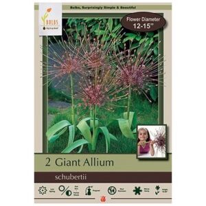 Allium Schubertii - 2 Bulb Pack