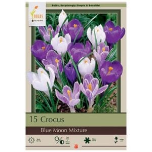 Crocus Vernus - Blue Moon Mix - 15 Bulb Pack