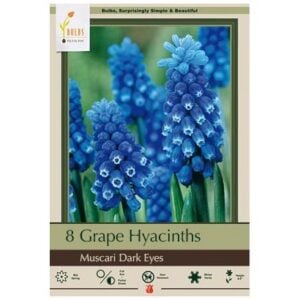 Muscari Aucheri - Dark Eyes - 15 Bulb Pack