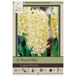 Hyacinth Orientalis - Gipsy Princess - 5 Pack