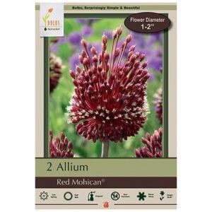 Allium Amethystinum - Red Mohican - 2 Bulb Pack