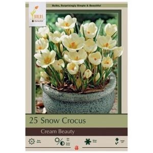 Crocus Chrysanthus - Cream Beauty - 15 Pack