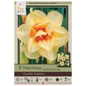 Narcissus Double Flowering - Double Fashion - 7 Bulb Pack