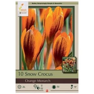 Crocus Chrysanthus - Orange Monarch - 15 Pack