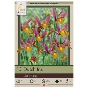 Iris Hollandica - Lion King - 12 Bulb Pack