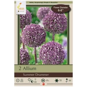 Allium - Summer Drummer - 2 Bulb Pack